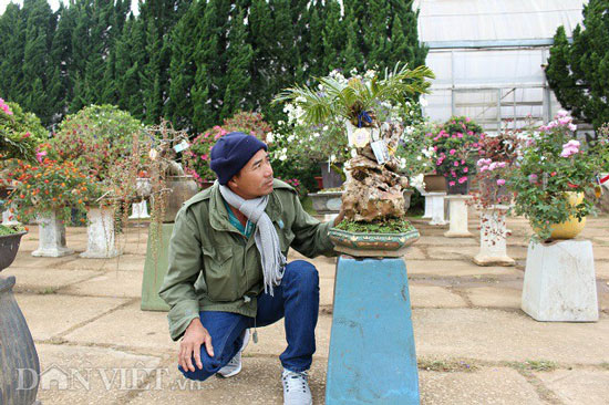 Cụ thiên tuế hơn 500 tuổi, có nụ hơn 1 năm vẫn chưa chịu nở hoa